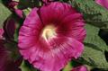 Bristly Hollyhock